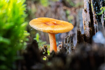 Wildpilz der in einem verrottenden Baumstumpf wächst