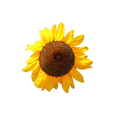 Flower of decorative sunflower - color photo on white background, isolate for design, package, wedding and birthday cards and inventattions