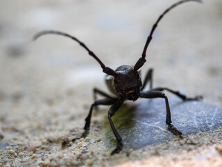 The detail of longhorn beetle morimus funereus