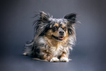 Portrait of a cute longhaired merle chihuahua dog in front of black studio background