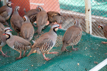 a group of Chukar partridges (Alectoris chukar) with light brown plumage, standing on a green mesh floor inside an enclosed aviary, framed by a metal fence in the background.