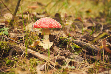 Muchomor czerwony, Amanita muscaria (L.)