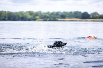 Dog playing in water, water fun