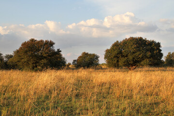Obraz premium Sweet Thorn, Soetdoring, Known for many years as “Acacia karroo”, this indigenous thorn tree is widely spread throughout South Africa; growing in both the summer and winter rainfall . 
