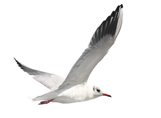 Common Black-headed Gull in flight isolated on white, Larus ridibundus, clipping path