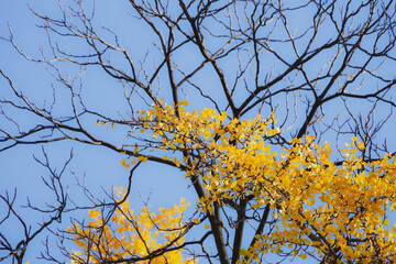 Ginkgo leave. Yellow ginkgo leave in autumn with blue sky