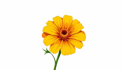 Marigold Flower on White