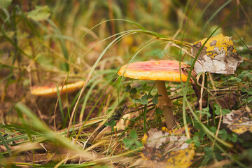 Muchomor czerwony, Amanita muscaria (L.)