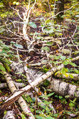 Shot of the cut birch branches. Background
