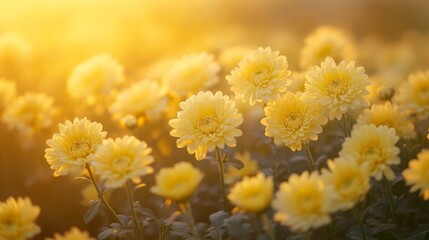 Yellow Chrysanthemums Blooming in the Golden Hour Light