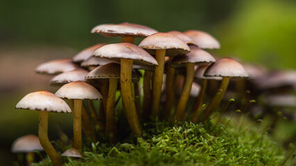 In einem ruhigen Wald ragt eine Gruppe leuchtender Herbstpilze aus dem moosigen Boden. Goldene Blätter bedecken den Waldboden und schaffen eine malerische Szene natürlicher Schönheit und Ruhe.