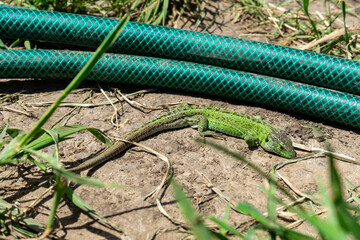 Green Wanderer: A lizard explores a garden space