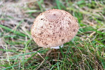 Macrolepiota procera growing in a meadow in autumn season, edible mushroom.