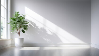 White color room with minimal style  white potted plant with sunlight coming in through a window on a blank white wall