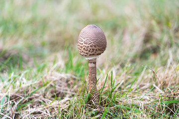 Macrolepiota procera growing in a meadow in autumn season, edible mushroom.