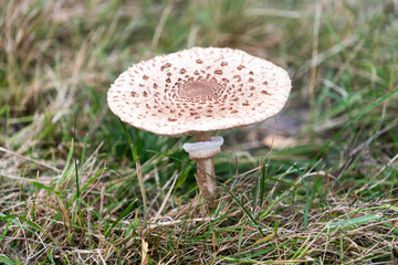 Macrolepiota procera growing in a meadow in autumn season, edible mushroom.