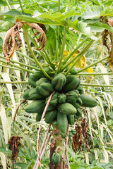 A bunch of green papayas hanging from a tree