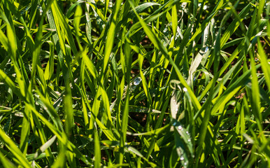 Close up shot of the dew on the grass. Nature