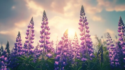 Vibrant Field of Blooming Purple Lupines