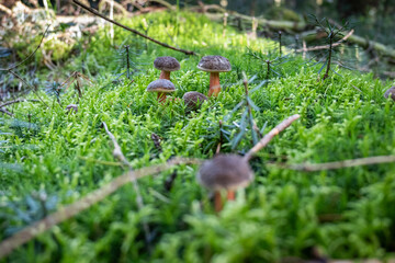 Rotfußröhrlinge im Wald, Pilze sammeln, Herbst im Wald, essbare Pilze