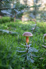 Rotfußröhrlinge im Wald, Pilze sammeln, Herbst im Wald, essbare Pilze