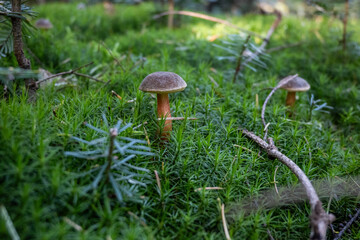 Rotfußröhrlinge im Wald, Pilze sammeln, Herbst im Wald, essbare Pilze