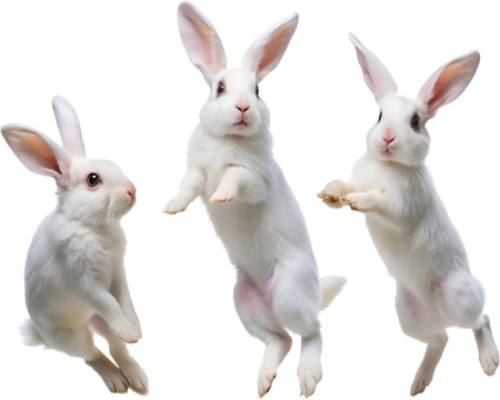 Three rabbits Different jumping poses on transparent background