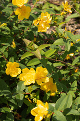 yellow flowers of green grass