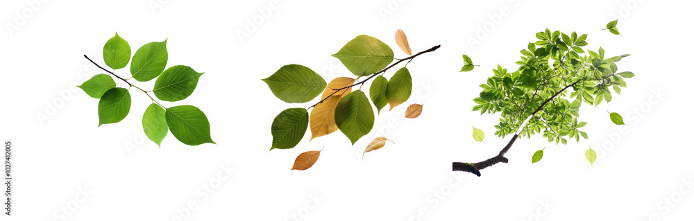 Poster three different isolated twig arrangements featuring green leaves, one also includes brown leaves.