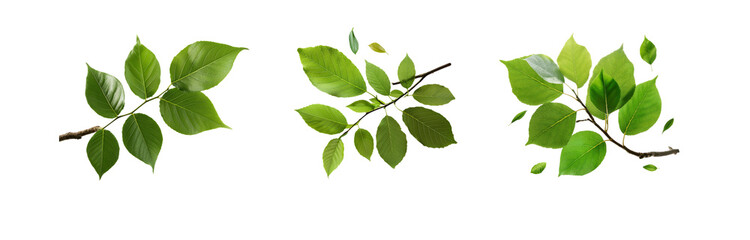 Fototapeta premium Three isolated green leaves and twigs on a white background.