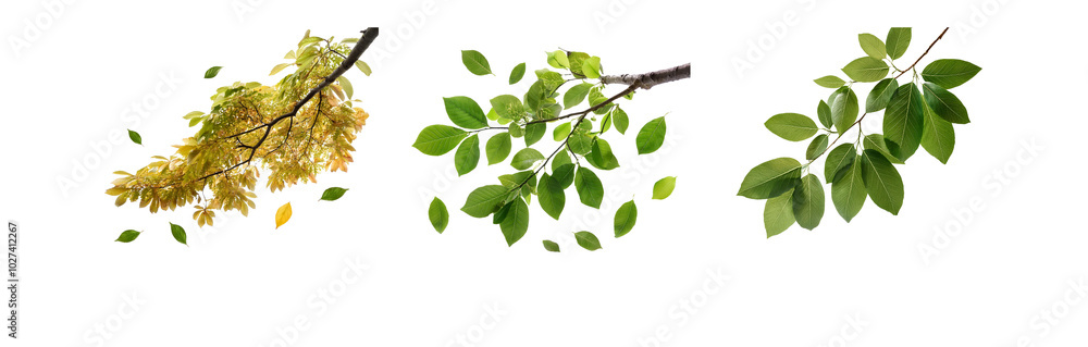 Poster three images of isolated tree branches with green and yellow leaves on white backgrounds.