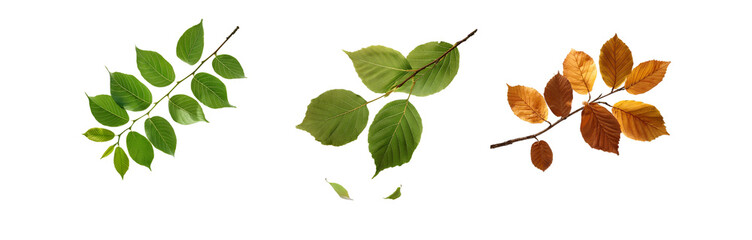 Three isolated tree branches with green and brown leaves against a white background.