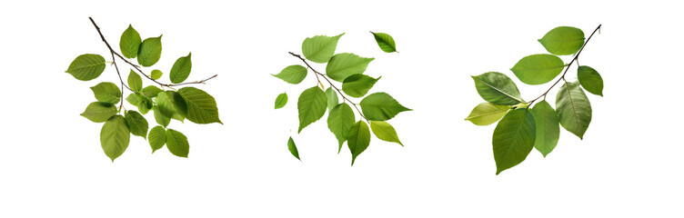 Naklejka premium Three isolated branches with green leaves on white background.