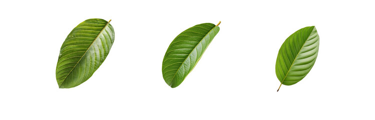 Obraz premium Three green leaves are isolated on a white background.