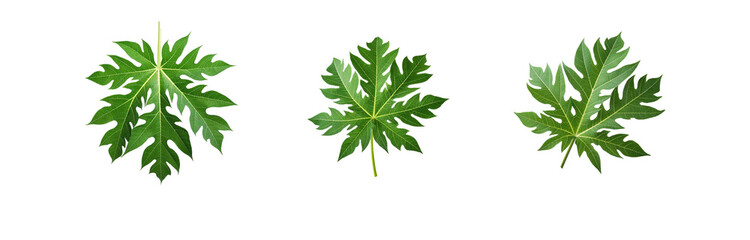 Obraz premium Three green papaya leaves on white background.