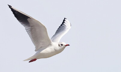 Common Black-headed Gull in flight, Larus ridibundus, birds of Montenegro