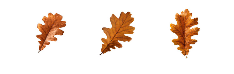 Fototapeta premium Three isolated brown oak leaves with prominent veins, against a white background.
