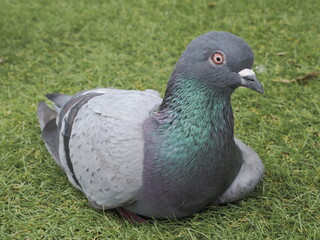 座っている鳩 ドバト アイコンタクトあり domestic pigeon in Park, Relax