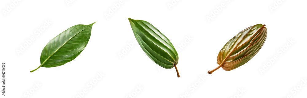 Poster three leaves of various shapes and sizes are isolated against a white background.
