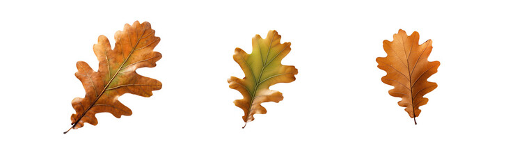 Naklejka premium Three isolated autumn oak leaves with visible veins against a white background.