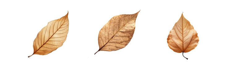 Three isolated gold leaves, each with intricate veining, are displayed against a white background.