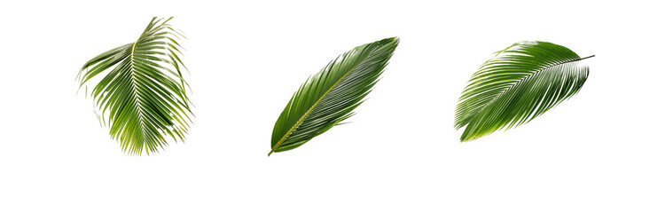 Obraz premium Three isolated palm leaves on a white background.