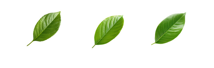 Fototapeta premium Three isolated green leaves with visible veins are aligned horizontally on a white background.