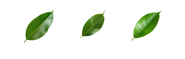 Obraz premium Three isolated green leaves with detailed veins and a faded yellow background.