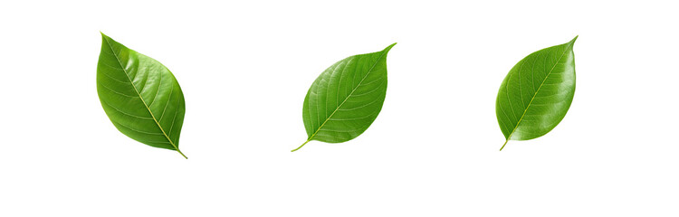 Fototapeta premium Three green leaves are isolated on a white background.