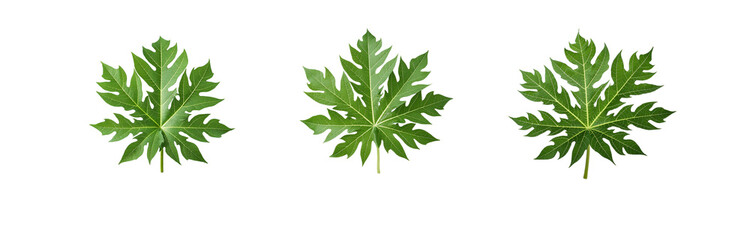 Fototapeta premium Three isolated green papaya leaves on a white background.