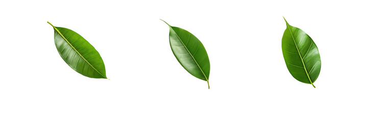 Obraz premium Three green leaves are isolated on a white background.
