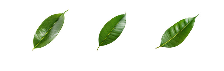 Obraz premium Three isolated green leaves with a textured white background.
