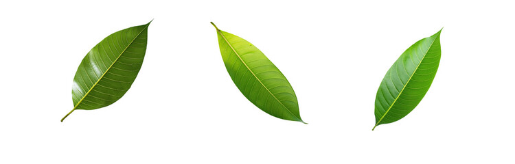 Obraz premium Three green leaves with visible veins are isolated on a white background.