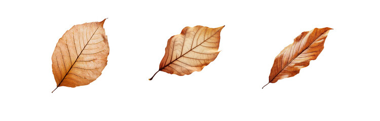 Three isolated, brown leaves on a white background, viewed from above.